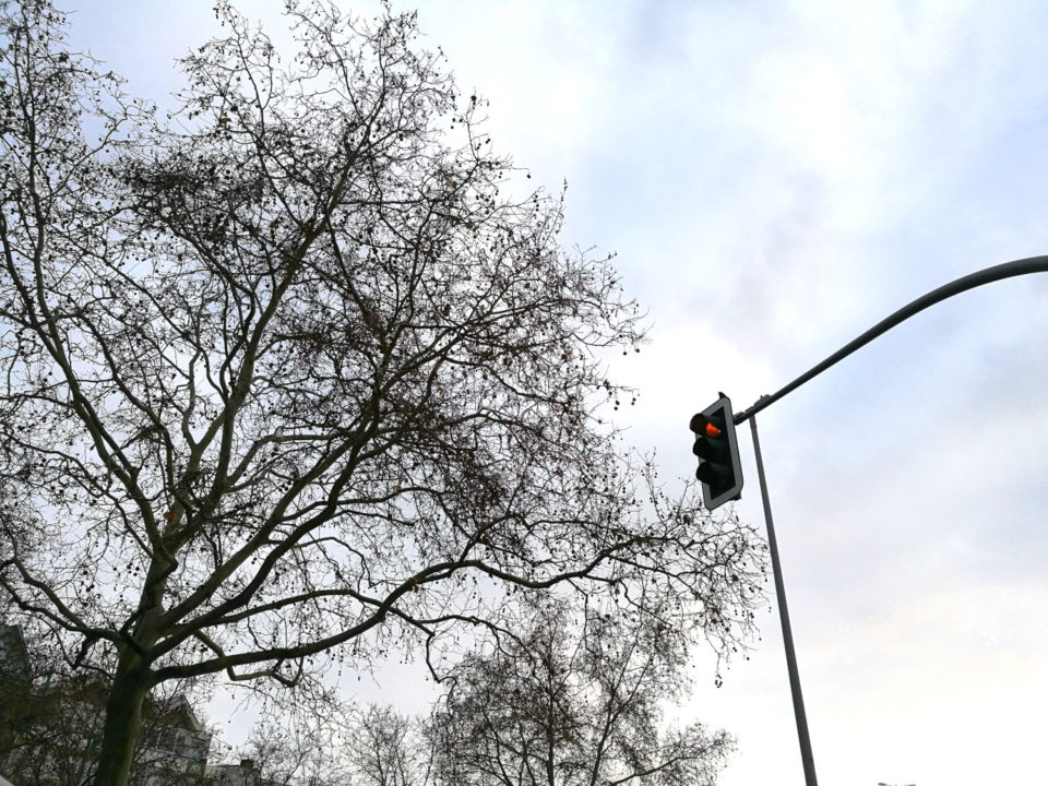 Baum, der über eine Ampel ragt