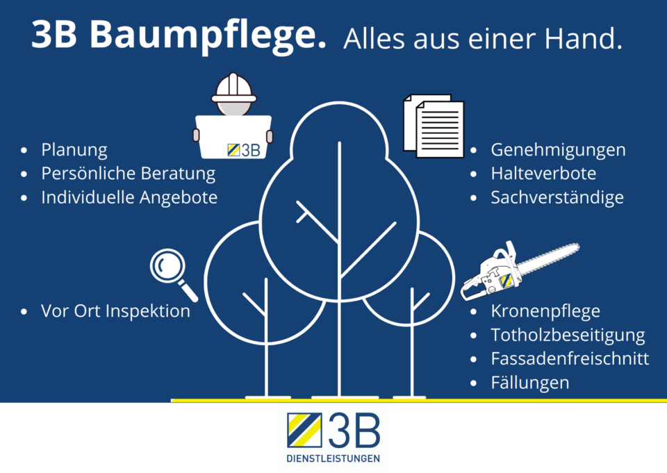 Infografik Abteilung Baum 3B Dienstleistungen